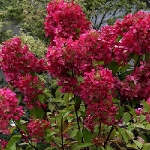 Гортензия метельчатая Wim's Red