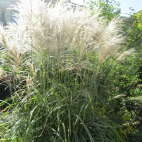 Мискантус китайский