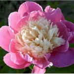 Пион молочноцветковый Bowl of Beaut