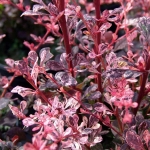 Барбарис Тунберга Harlequin