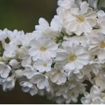 Сирень обыкновенная Рочестер