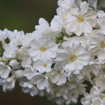 Сирень обыкновенная Рочестер