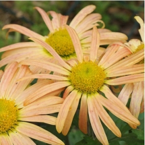 Хризантема корейская Mary Stoker