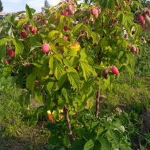 Малина Таруса