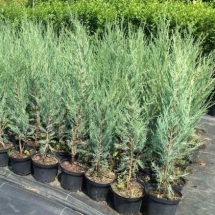 Можжевельник скальный Skyrocket