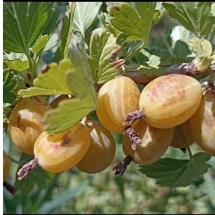 Крыжовник Куршу Дзинтарс