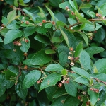 Кизильник блестящий