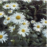 Нивяник наибольший Alaska