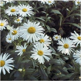 Нивяник наибольший Alaska