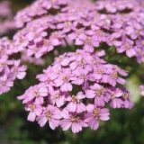 Тысячелистник обыкновенный Lilac Beauty