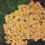 Тысячелистник обыкновенный Tricolor