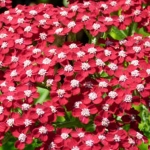 Тысячелистник обыкновенный Red Velvet
