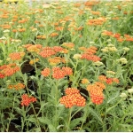 Тысячелистник обыкновенный Paprika