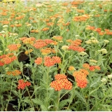 Тысячелистник обыкновенный Paprika