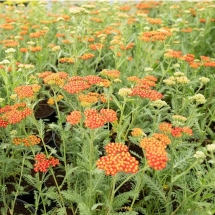 Тысячелистник обыкновенный Paprika