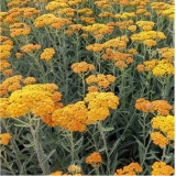 Тысячелистник гибридный Terracotta