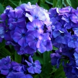 Флокс метельчатый Blue Paradise