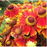 Гелениум гибридный Chelsey