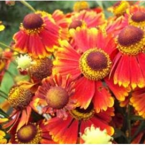 Гелениум гибридный Chelsey