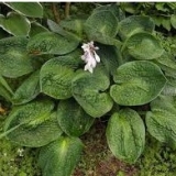 Хоста Black Hills