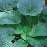 Хоста Jurassic Park