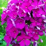 Флокс метельчатый The King