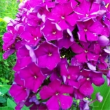 Флокс метельчатый The King