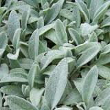 Стахис (чистец) шерстистый