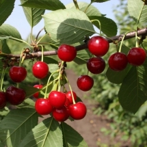 Дюк Саратовская малышка