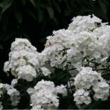 Флокс метельчатый White Admiral