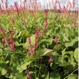 Горец свечевидный Firetail