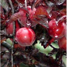 Персик Бургунди (краснолистный)