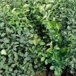 Ирга гибридная