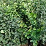 Ирга гибридная