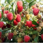 Малина ремонтантная Красная гвардия