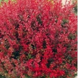 Барбарис Тунберга Red Compact