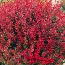Барбарис Тунберга Red Compact