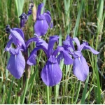 Ирис гладкий