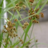 Камыш сытевый