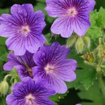 Герань великолепная Rosemoor