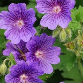 Герань великолепная Rosemoor