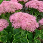 Седум (очиток) видный смесь сортов