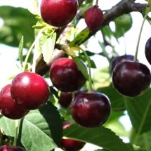 Вишня Стойкая