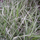 Фалярис (двукисточник) тростниковый Dwarf Garters