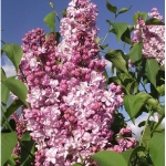 Сирень обыкновенная Радмила