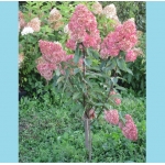 Гортензия метельчатая Vanille Fraise, штамб