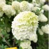 Гортензия метельчатая Limelight