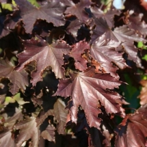Клен остролистный Royal Red