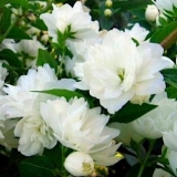 Чубушник венечный Зоя Космодемьянская