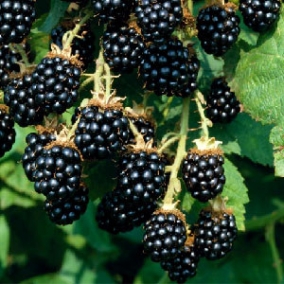 Ежевика Агавам